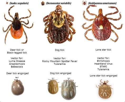 UK Entomologist details tick bite prevention - Winchester Sun ...