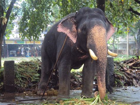 MY PHOTOGRAPHY: Guruvayoor Temple & Elephant (Kerala - INDIA)