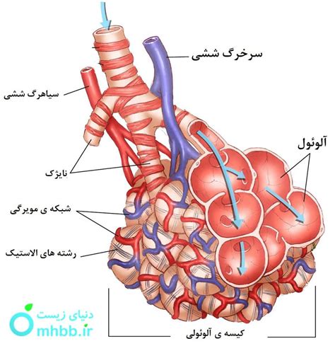 آلوئول - دنیای زیست _ کیسه ی هوایی (آلوئول) چیست؟ نقش سورفاکتانت چیست؟