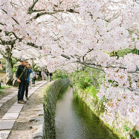 Cherry Blossoms, Philosopher’s Path, Kyoto, Japan | Norbert Woehnl ...