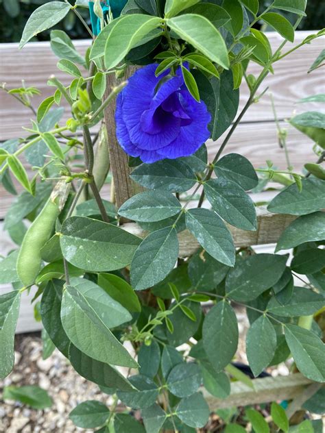 Blue Pea vine bush Clitoria ternatea 6” inch pot – 2Tone Plants