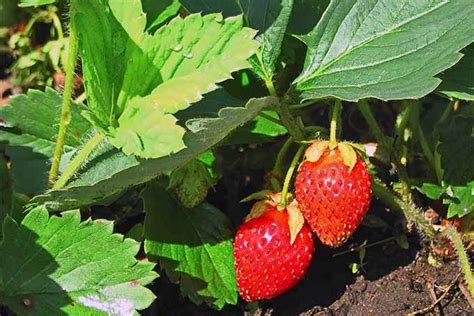 Top Strawberry Harvesting Tips | Garden İdeas