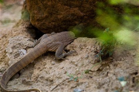 Monitor Lizards: Victims of Misconceptions – SCIENCE NEXT DOOR