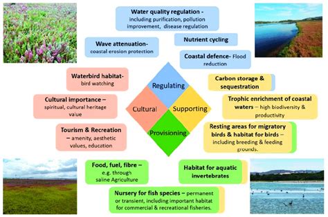 Ecosystem services provided by salt marshes. | Download Scientific Diagram