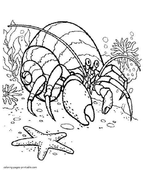 Hermit Crab Coloring Pages For Kids - smart-kiddy.blogspot.com