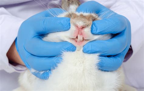 Tackling rabbit dental problems - ExoticDirect