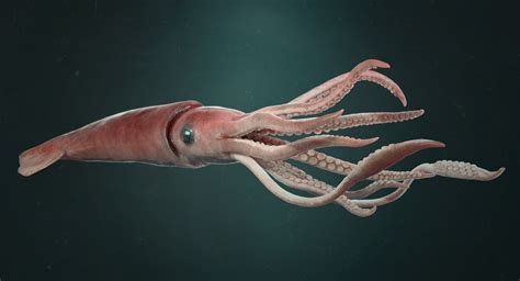 Giant Squid :: Behance