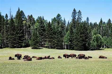 Best Kaibab National Forest Stock Photos, Pictures & Royalty-Free ...