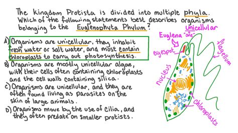 Question Video: Identifying the Characteristics of the Euglenophyta ...