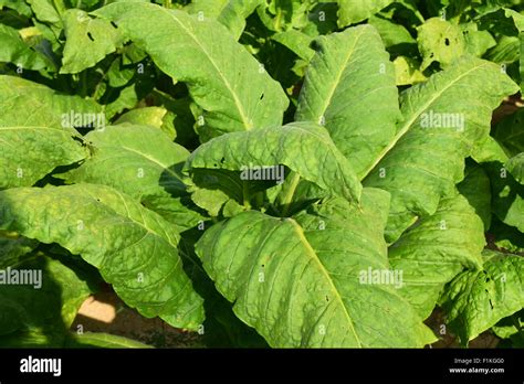 Tobacco Plant Stock Photo - Alamy