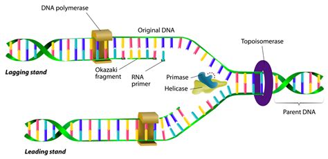 A novel switch that induces sequence-specific DNA recognition