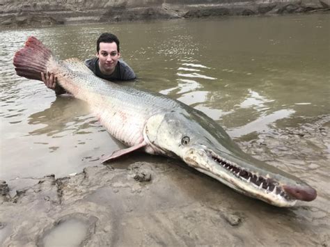 Alligator gar 193 lbs. Trinity river, Texas : r/Fishing