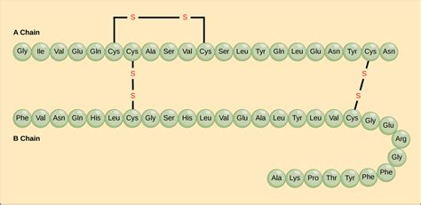 5.4: Protein Structure - Biology LibreTexts