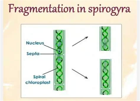 Blissful Earth: fragmentation ,regeneration ,spore formation class X ...