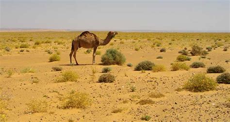 What Animals Live In The Sahara Desert - Arellano Exproul