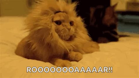 Cat Yawning GIF - Cat Yawning BlendIn - Discover & Share GIFs