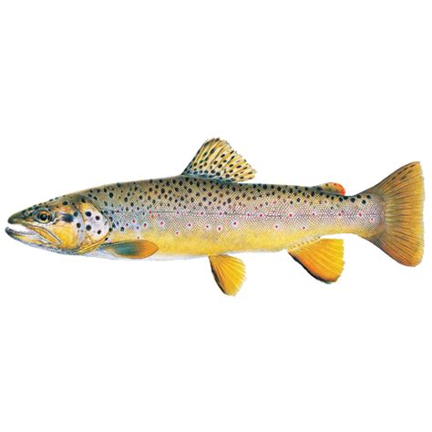 German Brown Trout – Sunfish Fish Farms