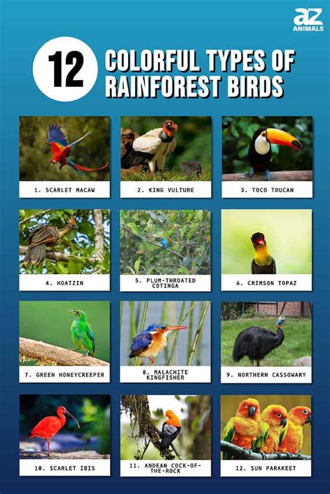 12 Colorful Types of Rainforest Birds - A-Z Animals