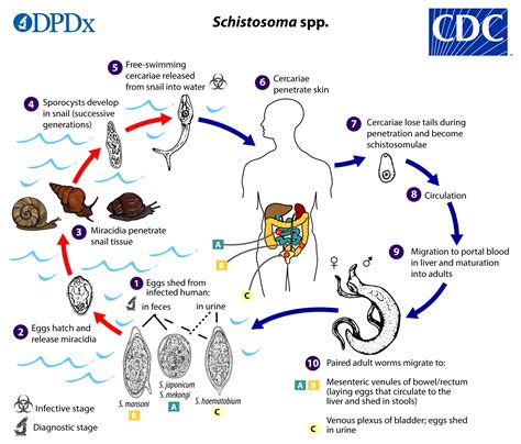 Water temperature key to schistosomiasis risk and prevention strategies