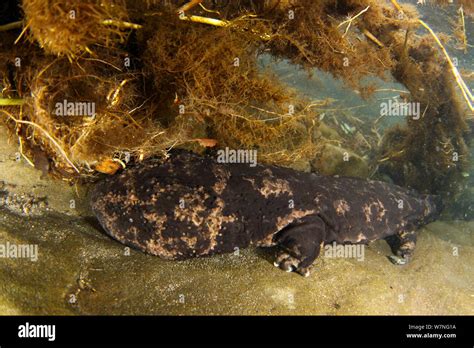 Japanese giant salamanders hi-res stock photography and images - Alamy