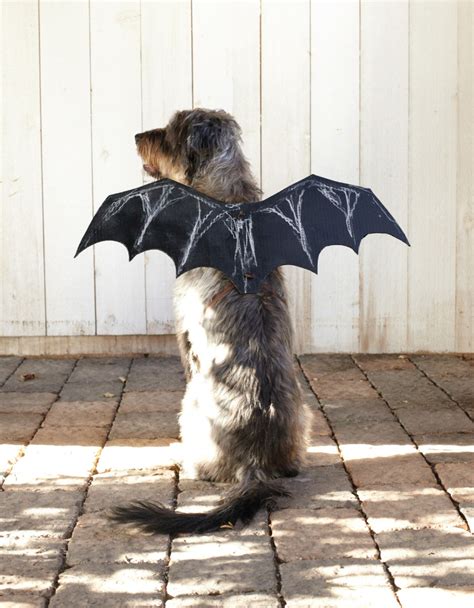 How to Make a DIY Bat Wings Costume for Dogs - Parade Pets