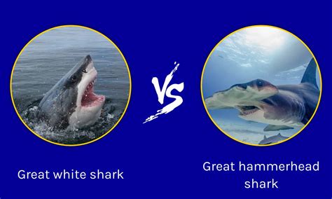 Great Hammerhead Shark vs Great White Shark - AZ Animals