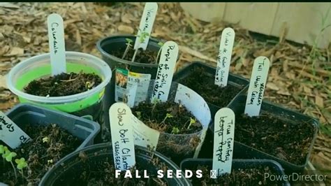 Planting fall seeds in the south and how I learned when to plant ...