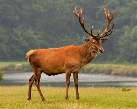 Red Deer - Facts, Diet, Habitat & Pictures on Animalia.bio | Red deer ...