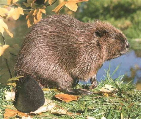 Historique et Traite de la Fourrure: Le castor canadien