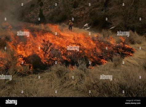 Controlled Burn In Wildlife Management Area Stock Photo - Alamy