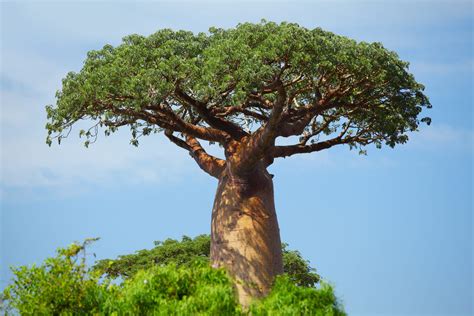 Baobab : planter, entretenir et faire germer des graines de baobab