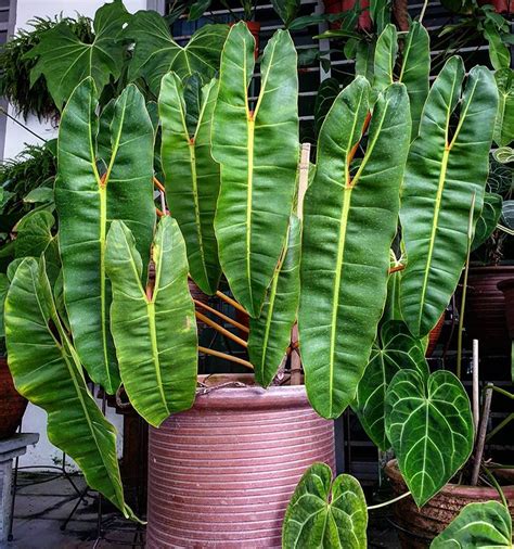 philodendron billietiae | Filodendro, Armarios de cultivo, Regar las ...