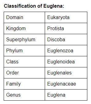 Euglena: Structure, Diagram, Characteristics, Classification