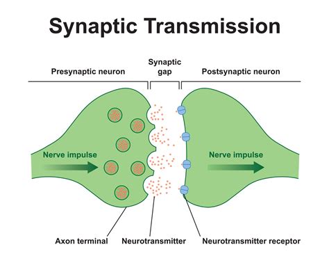 Simple Synapse Diagram