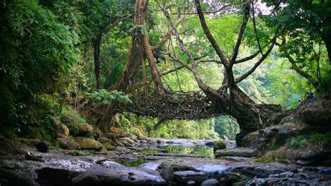 Living Root Bridge – Bing Wallpaper Download