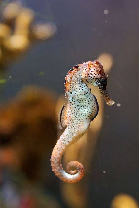 Longsnout Seahorse | Beautiful sea creatures, Seahorse, Ocean animals