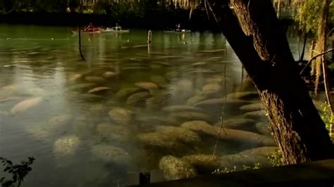 Manatee feeding project ends as season changes