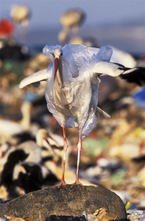 Heartbreaking Photos Show What Your Trash Does To Animals | HuffPost