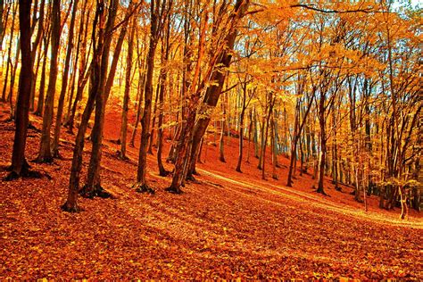 Autumn Forest Wallpapers - 4k, HD Autumn Forest Backgrounds on WallpaperBat