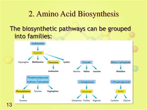 Amino Acid Biosynthesis Pathways