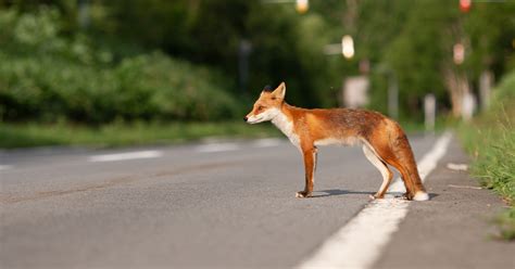 Wildlife Crossings - How They Protect Individuals, Species, and Ecosystems