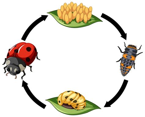 Life cycle of Ladybug on white background 1879167 Vector Art at Vecteezy