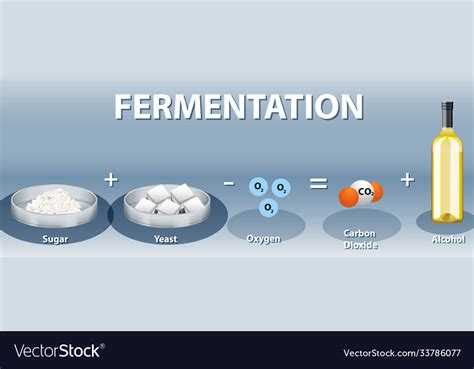 Yeast Fermentation Equation