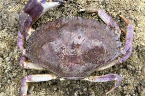 12 Types of Crabs in California (With Pictures) - Wildlife Informer