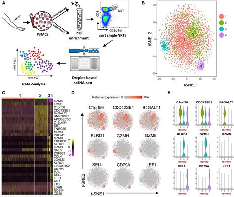 Singlecell Rna Sequencing Rnaseq For Senescent Mouse