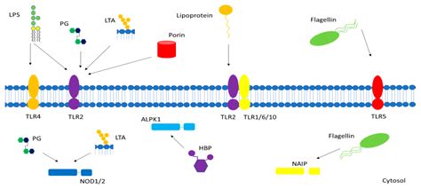 Inflammatory Response to Different Toxins in Experimental Sepsis Models