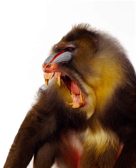 mandrill - Animal Stock Photos - Kimballstock