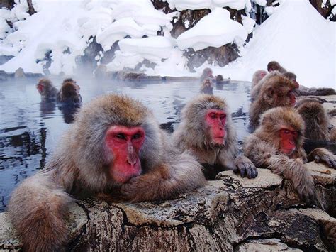 Jigokudani Monkey Park