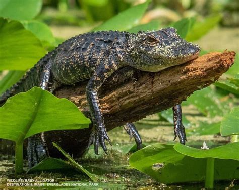 55 Reasons Why the Florida Everglades are Special — Destination: Wildlife™