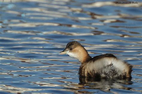 LITTLE GREBE (Tachybaptus ruficollis) - Grèbe castagneux — wildechoes